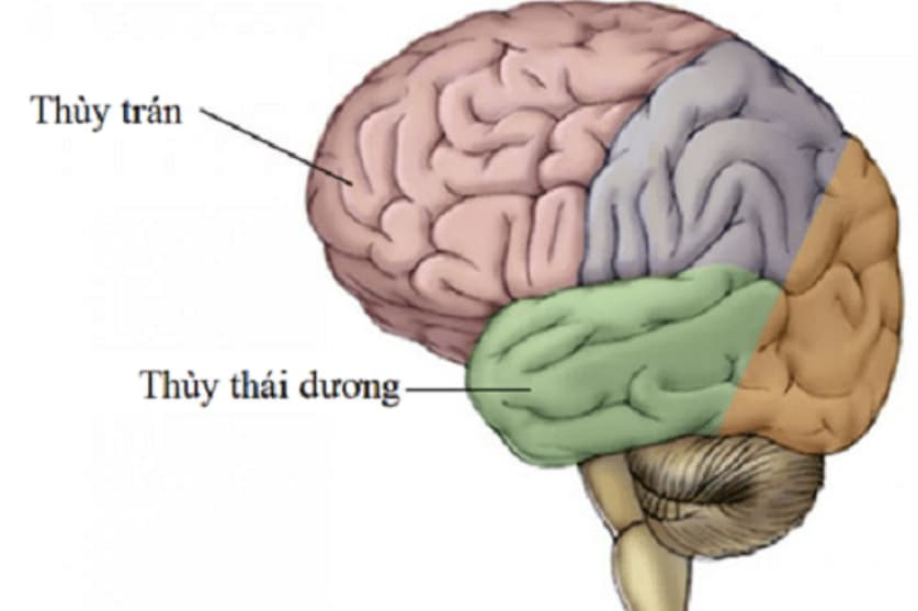 Động kinh thùy trán: Tổng quan, nguyên nhân, dấu hiệu và chẩn đoán