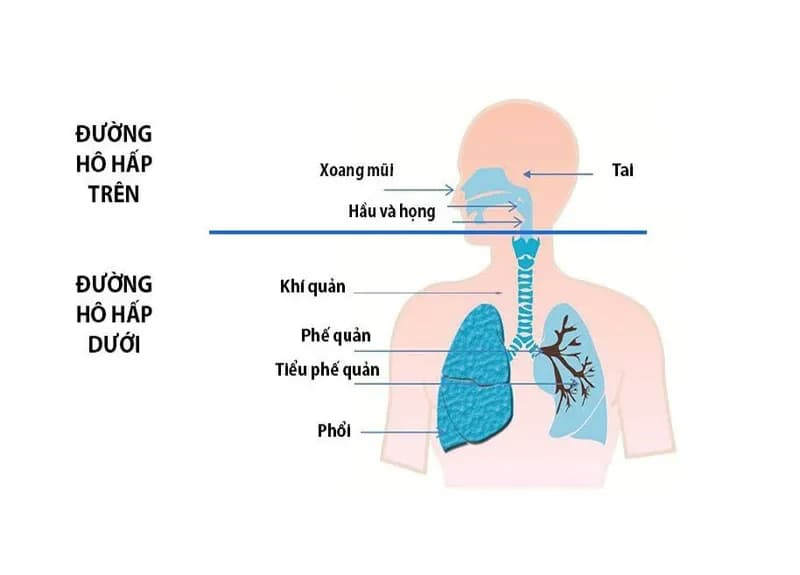 Viêm đường hô hấp trên