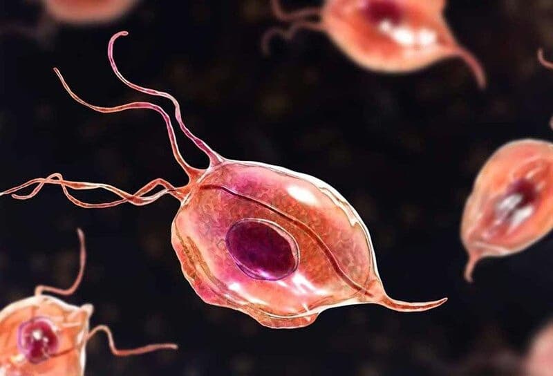 Trùng roi sinh dục nữ: Nguyên nhân, dấu hiệu và cách điều trị