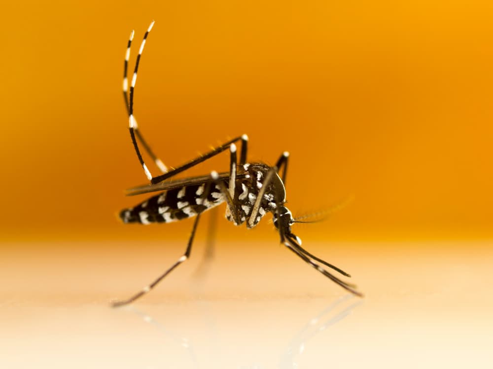 Sốt xuất huyết Dengue: Dấu hiệu, mức độ nguy hiểm và cách xử trí