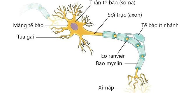 U tế bào thần kinh đệm ít nhánh: Nguyên nhân, dấu hiệu và cách điều trị