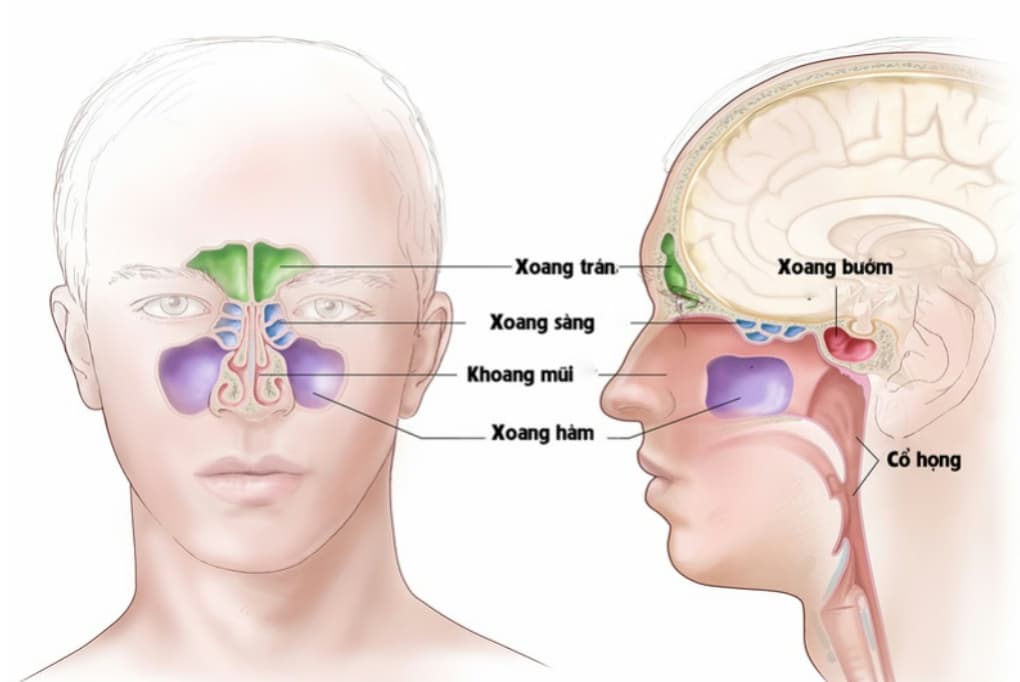Viêm xoang sàng sau: Nguyên nhân, triệu chứng và cách điều trị