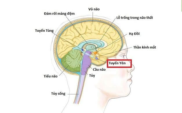Bệnh lùn tuyến yên: Nguyên nhân, dấu hiệu và cách điều trị