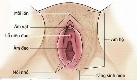 Nang âm hộ: Nguyên nhân, dấu hiệu và cách xử trí
