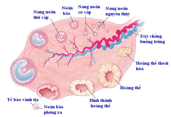 Rối loạn phóng noãn: Nguyên nhân, dấu hiệu và cách xử trí