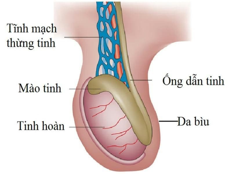 Đau tinh hoàn: Nguyên nhân, dấu hiệu và quy trình chẩn đoán