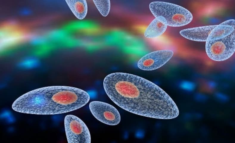 Nhiễm Toxoplasmosis bẩm sinh: Nguyên nhân, dấu hiệu và cách phòng ngừa lây truyền từ mẹ sang con
