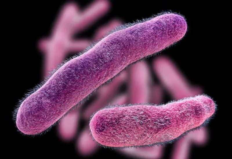 Lỵ trực trùng do Shigella dysenteriae: Nguyên nhân, dấu hiệu và cách điều trị
