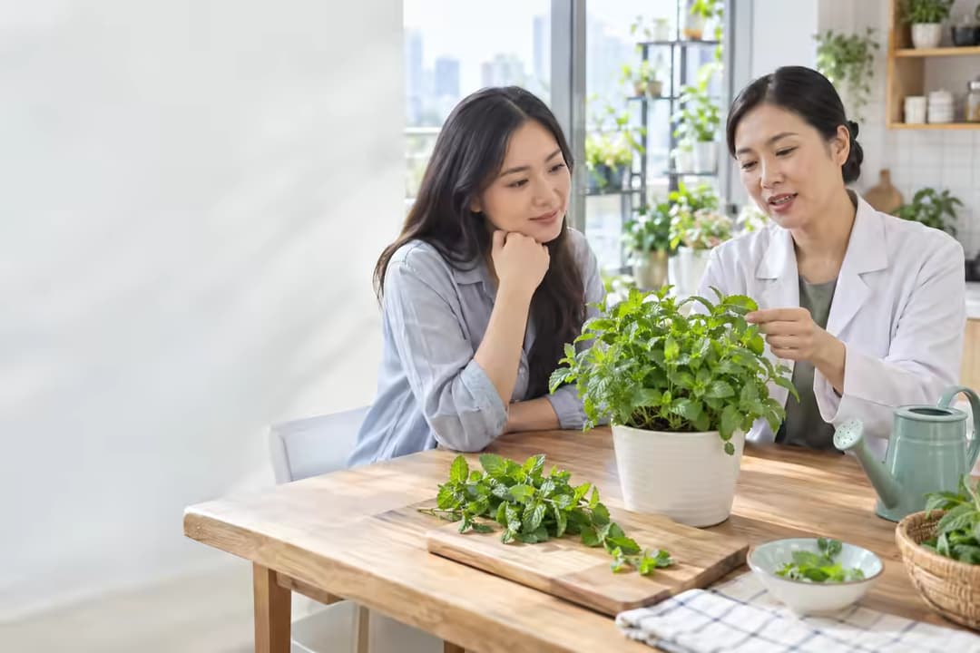 Có nên trồng cây bạc hà trong nhà không và những lưu ý khi sử dụng