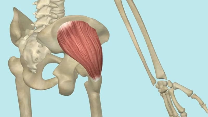 Cơ mông nhỡ: Vị trí giải phẫu, vai trò và bài tập tăng cường