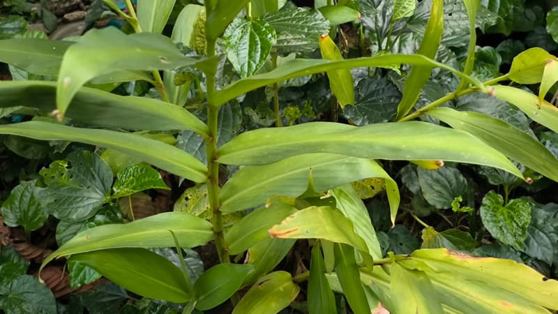 Lá gừng có tác dụng gì đối với sức khỏe và các cách sử dụng phổ biến