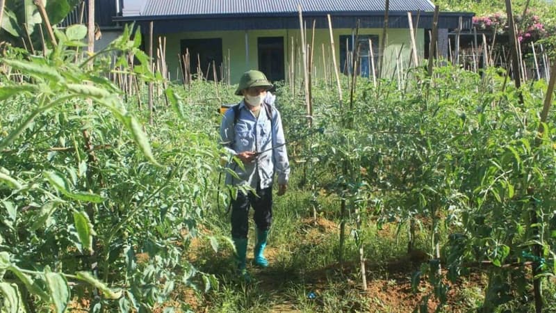 Phun thuốc trừ sâu mấy ngày thì ăn được và cách bảo đảm an toàn