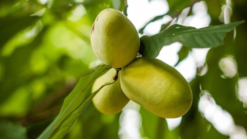 Quả pawpaw: Giá trị dinh dưỡng, công dụng và lưu ý khi sử dụng