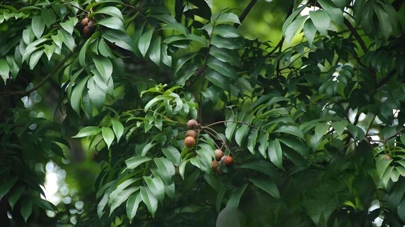 Giá trị dinh dưỡng và lợi ích sức khỏe của quả sấu