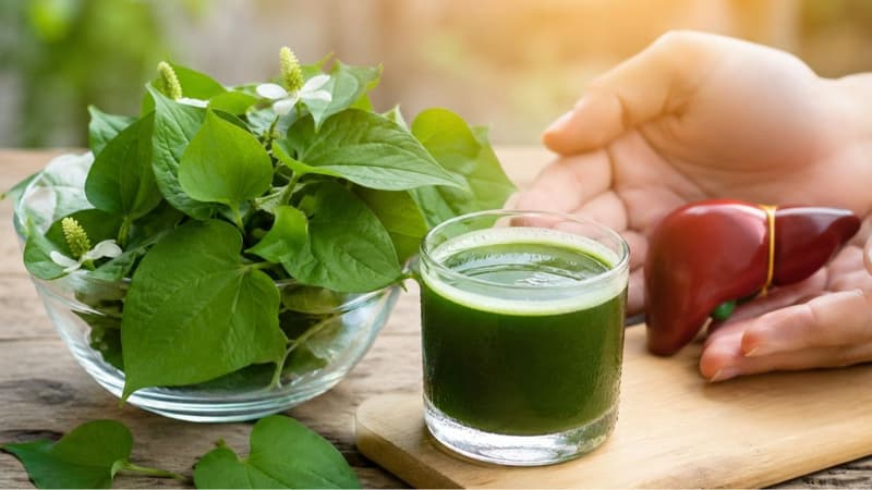 Rau diếp cá giải độc gan có đúng không và lưu ý khi sử dụng