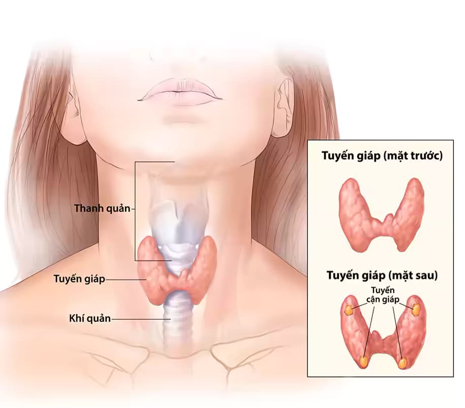 Bệnh suy cận giáp: Nguyên nhân, triệu chứng và cách điều trị