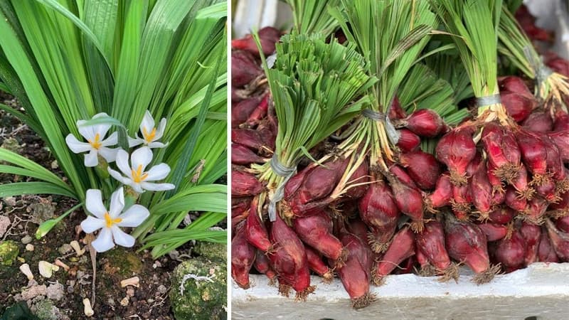 Tác dụng của sâm đại hành và những lưu ý khi sử dụng
