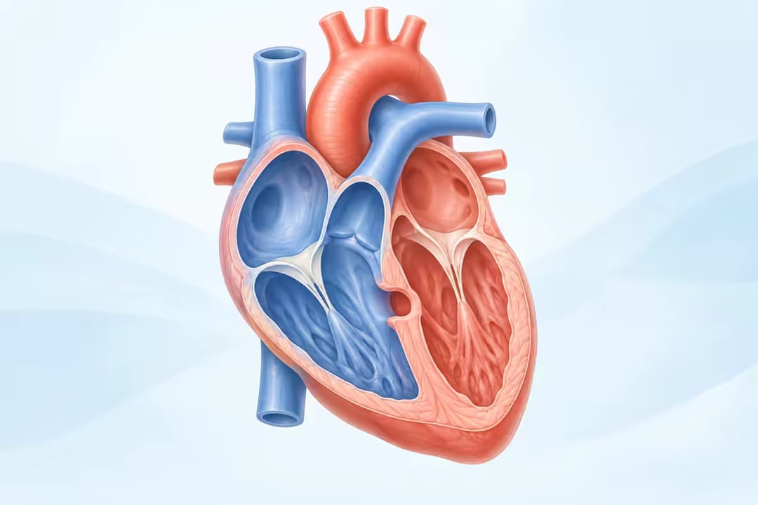 Bệnh tim bẩm sinh ở trẻ sơ sinh và những cảnh báo bất thường cha mẹ cần biết