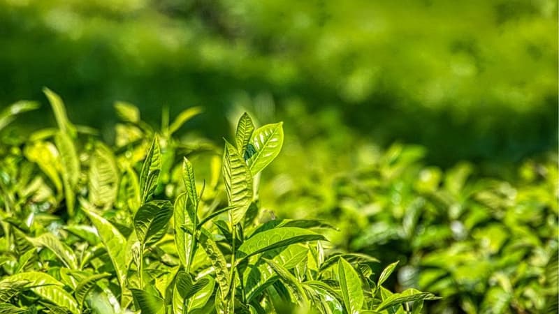 Tinh dầu trà xanh có tác dụng gì và cách sử dụng hiệu quả trong đời sống