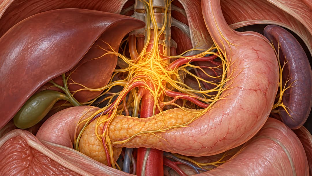 Đám rối thân tạng là gì và quy trình diệt đám rối thân tạng