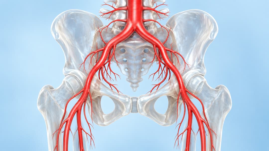 Cấu trúc, chức năng và các bệnh lý thường gặp ở động mạch chậu