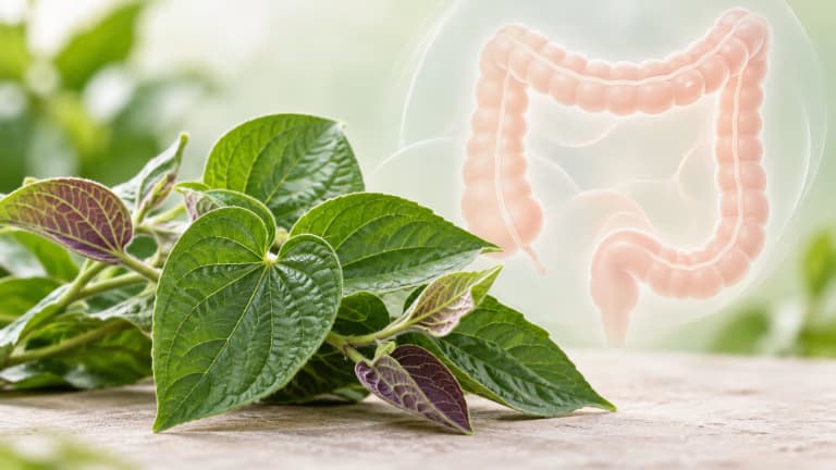 Dùng lá mơ lông hỗ trợ giảm triệu chứng viêm đại tràng có hiệu quả không