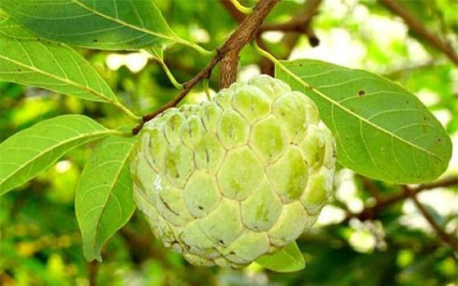 Công dụng của quả na và những giá trị dinh dưỡng đối với sức khỏe