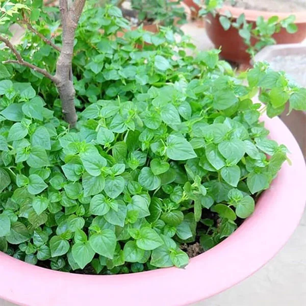 Rau càng cua được trồng trong chậu tại nhà