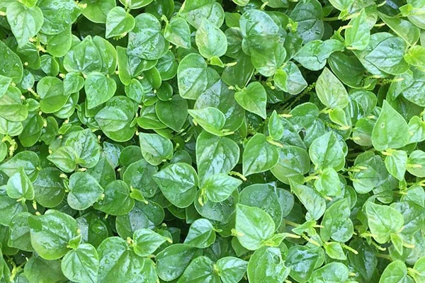 Những lá rau càng cua mọng nước màu xanh nhạt