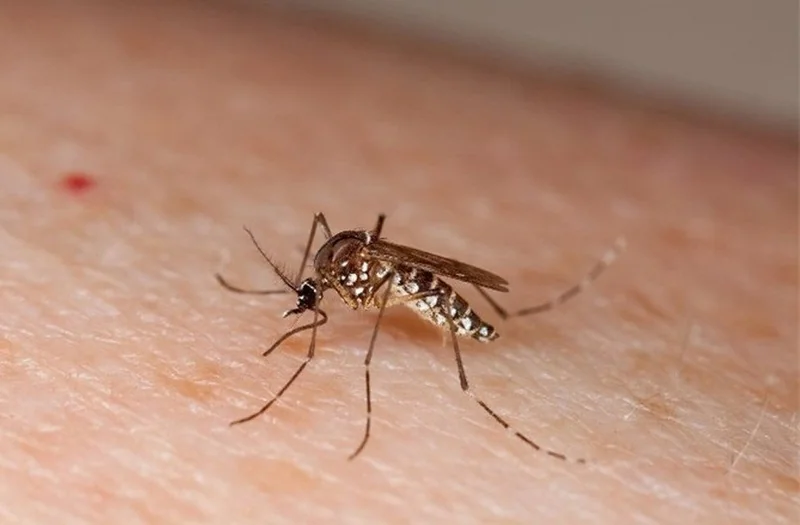 Muỗi vằn Aedes aegypti là vật trung gian truyền bệnh sốt xuất huyết Dengue