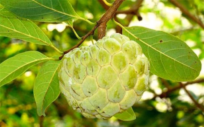 Quả na tươi trên cành cây