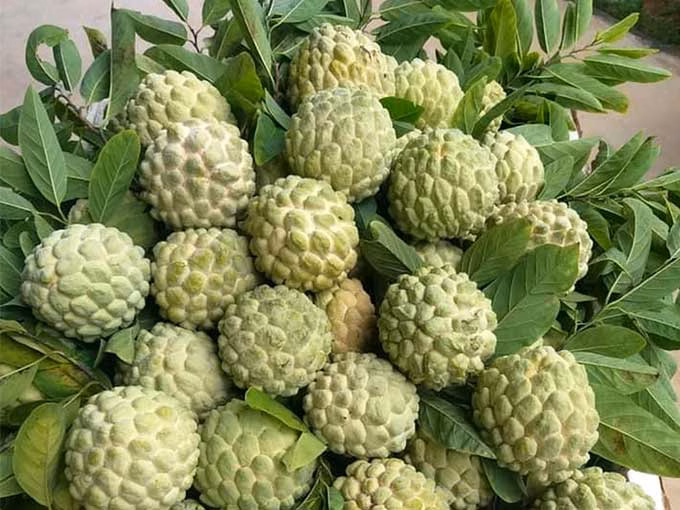 Rổ quả na chín với nhiều mắt đều