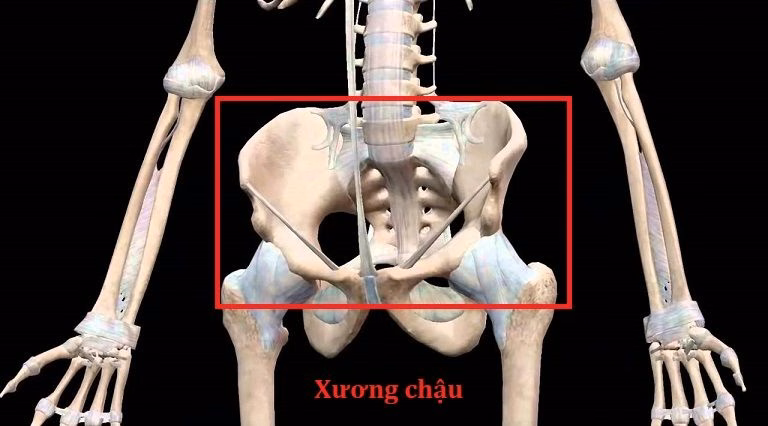 Cấu trúc giải phẫu xương chậu và các cơ quan vùng chậu