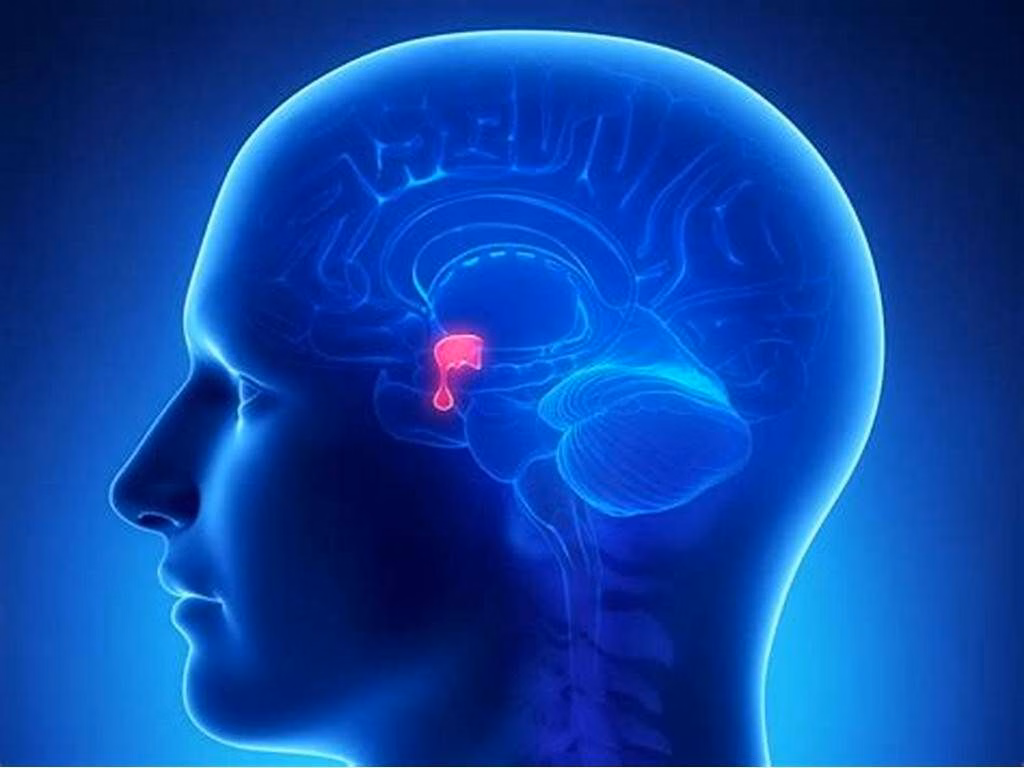 Vị trí giải phẫu của tuyến yên tại nền sọ và mối liên hệ với vùng dưới đồi