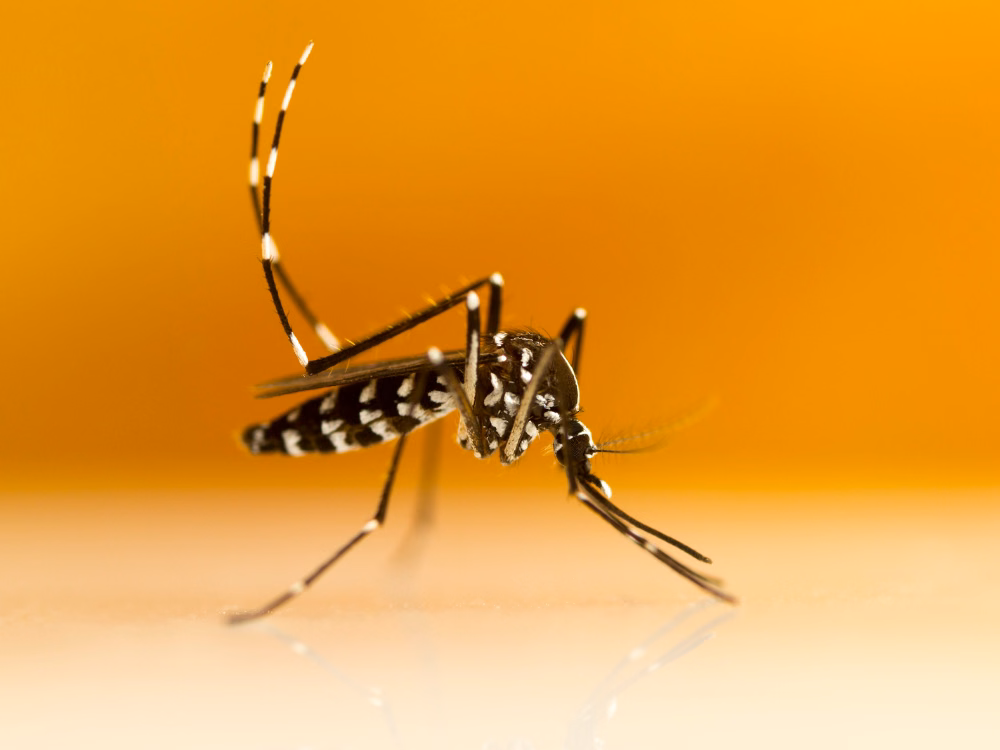 Hình ảnh muỗi vằn Aedes aegypti là vật trung gian truyền virus gây bệnh sốt xuất huyết Dengue