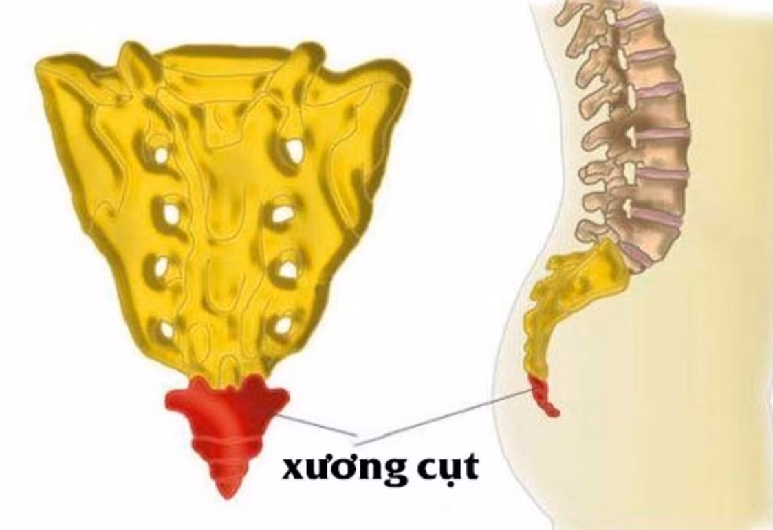 Sơ đồ giải phẫu vị trí xương cụt nằm ở phần thấp nhất của cột sống bên dưới xương cùng