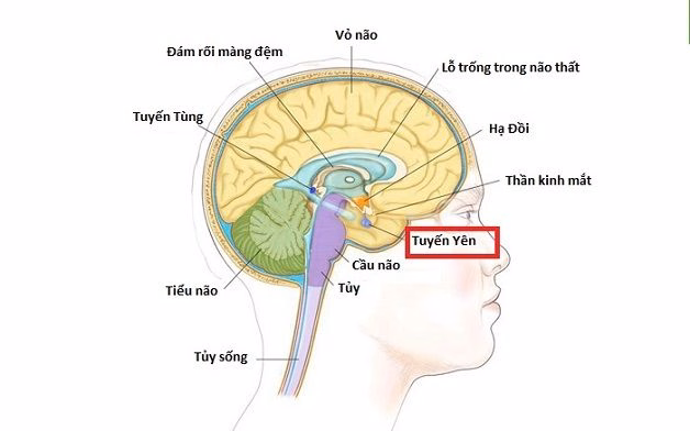 Bác sĩ nội tiết kiểm tra sự phát triển chiều cao của trẻ nghi ngờ mắc bệnh lùn tuyến yên
