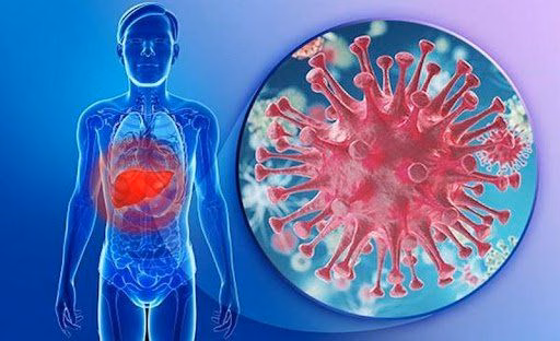 Hình ảnh minh họa cấu trúc hình cầu của virus viêm gan C với lớp vỏ glycoprotein và lõi vật chất di truyền RNA