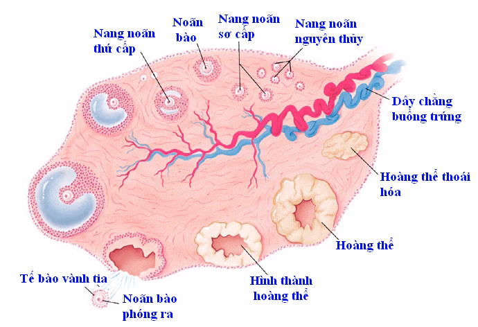 Bác sĩ chuyên khoa sản phụ khoa thăm khám và tư vấn sức khỏe sinh sản cho phụ nữ