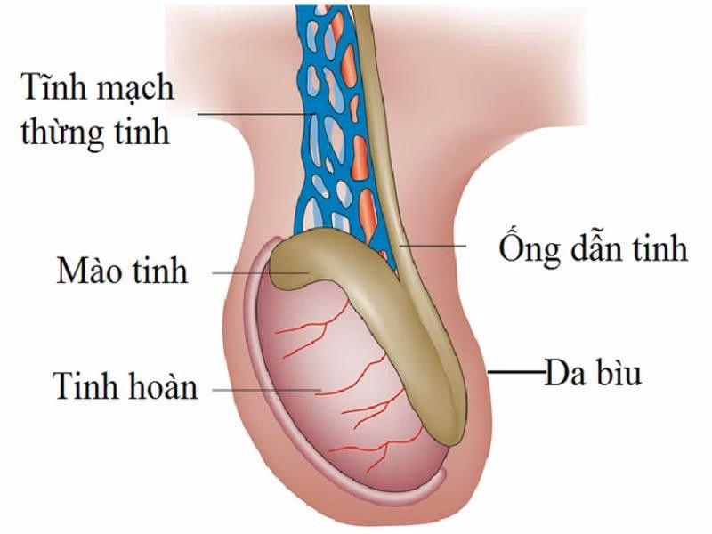 Cấu trúc giải phẫu của tinh hoàn và các bộ phận liên quan trong bìu