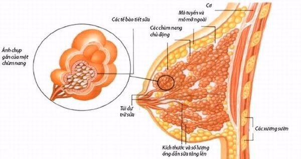 Sơ đồ cấu trúc giải phẫu tuyến vú thể hiện hệ thống ống dẫn sữa và các tiểu thùy mô đệm ở nữ giới