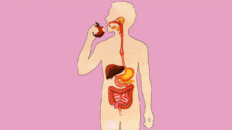 Sơ đồ cấu trúc giải phẫu vị trí tổn thương loét tiêu hóa tại dạ dày và tá tràng