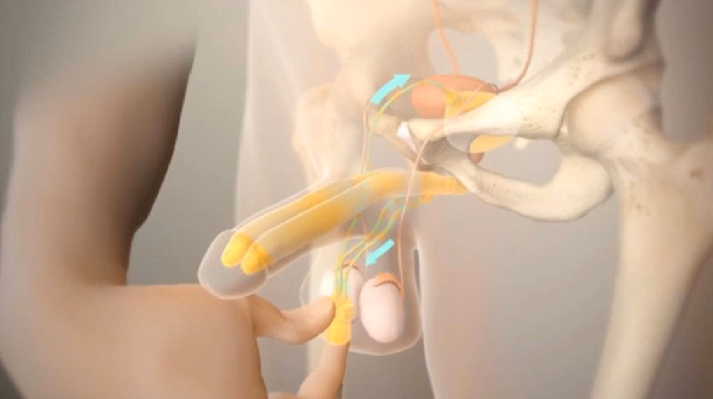 Sơ đồ cấu trúc giải phẫu hệ mạch máu và thể hang dương vật liên quan đến cơ chế cương cứng