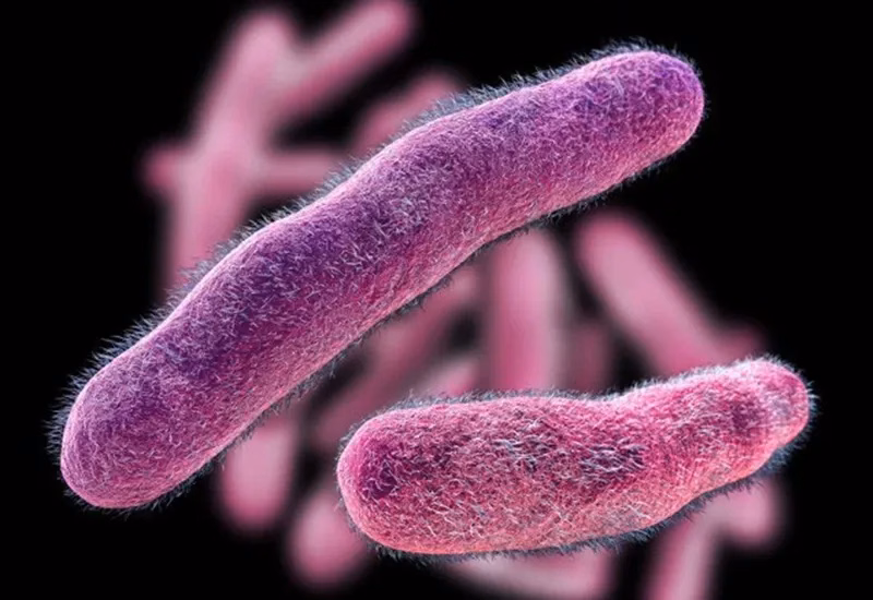 Vi khuẩn Shigella dysenteriae gây bệnh lỵ trực trùng quan sát dưới kính hiển vi