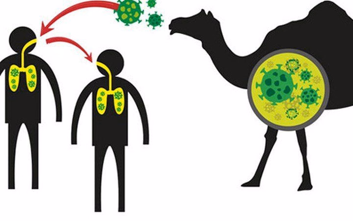 Cấu trúc virus MERS-CoV và hình ảnh minh họa đường lây truyền hội chứng hô hấp Trung Đông