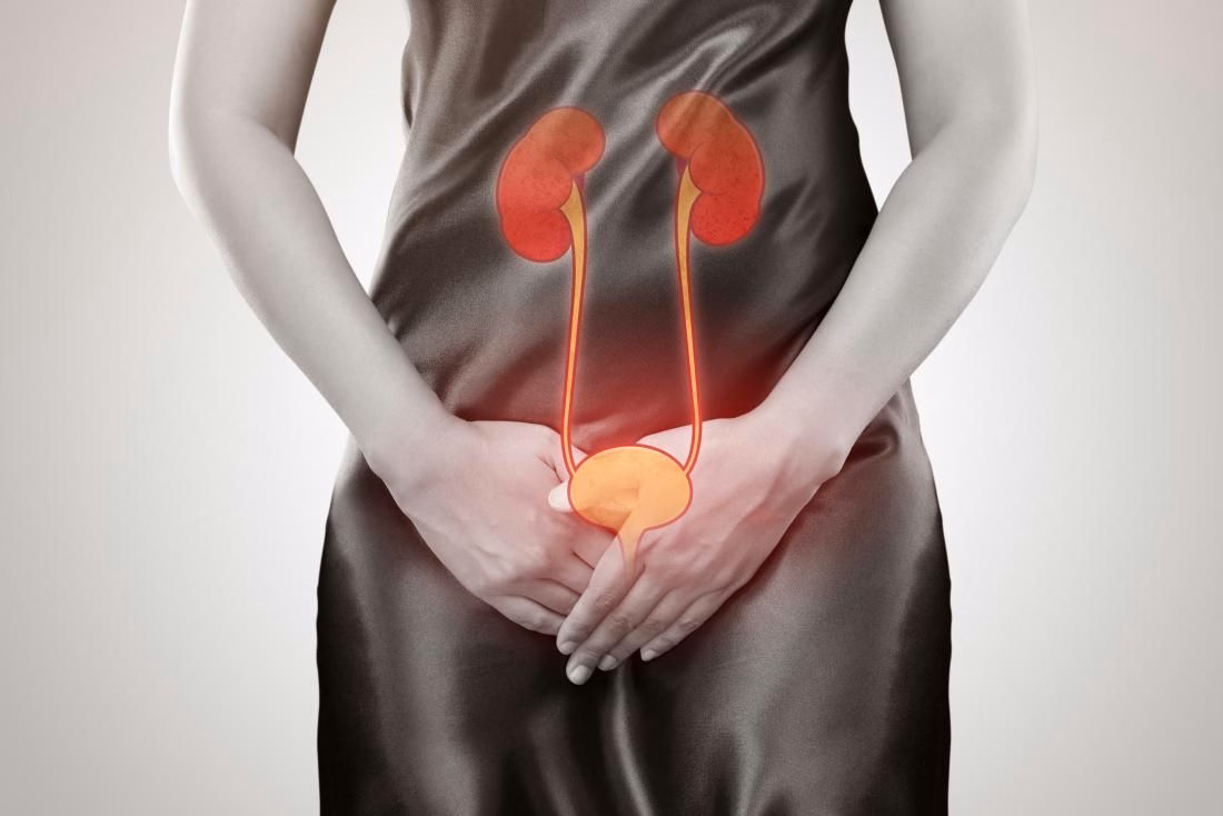 Mô phỏng vị trí và giải phẫu hệ tiết niệu gồm hai quả thận, niệu quản và bàng quang trong cơ thể người