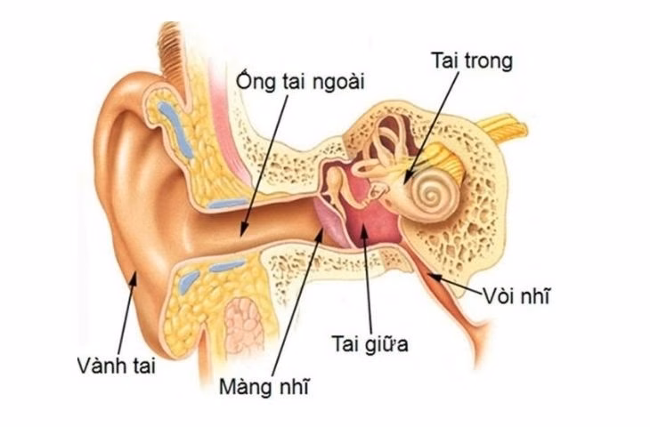 Hình ảnh bác sĩ chuyên khoa Tai Mũi Họng sử dụng thiết bị nội soi thăm khám ống tai ngoài cho bệnh nhân