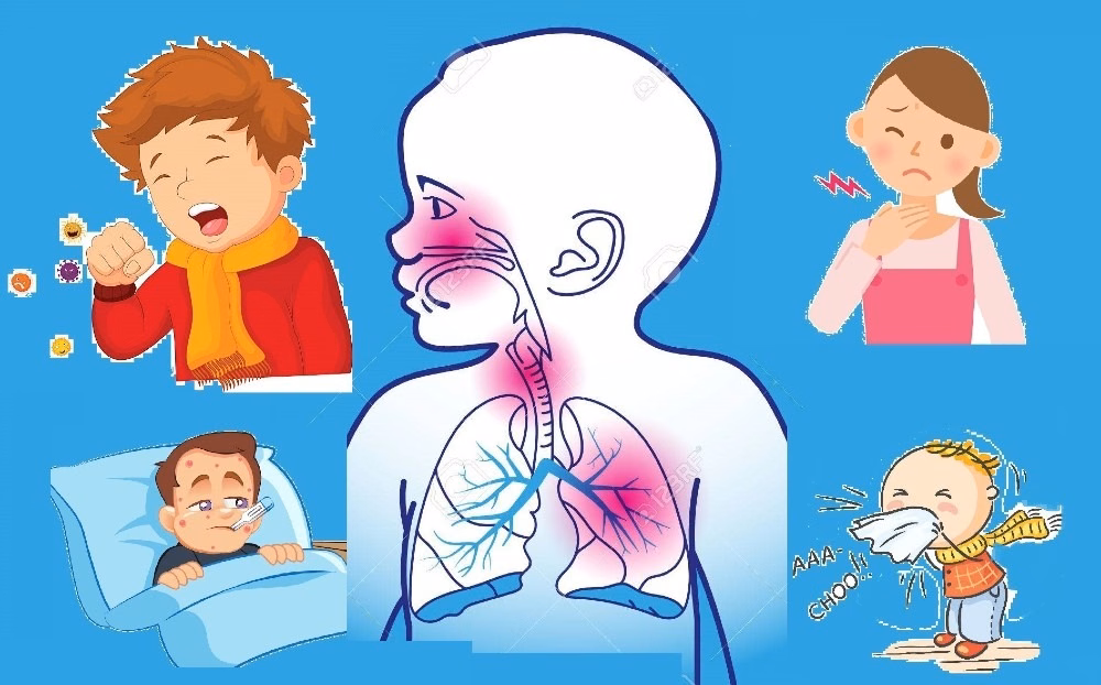 Sơ đồ cấu tạo các cơ quan giải phẫu thuộc đường hô hấp trên gồm mũi xoang họng và thanh quản