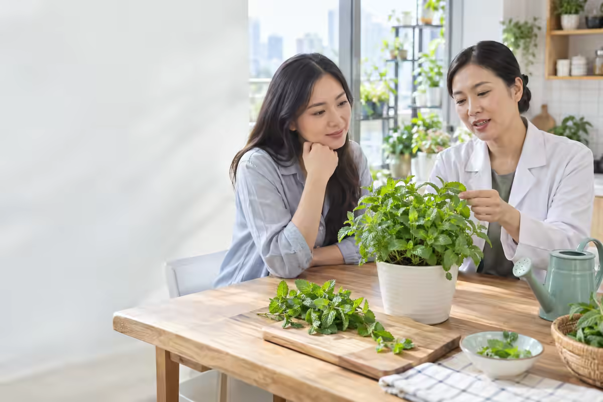 Chuyên gia hướng dẫn trồng và sử dụng cây bạc hà trong nhà an toàn