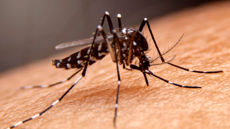 Muỗi vằn truyền virus gây bệnh thuộc chi Flavivirus ở người